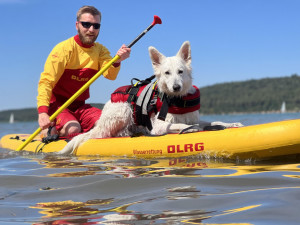 Wasserrettungshündin Enya von der DLRG Füssen, hier bei einer Übung am Brombachsee in Franken